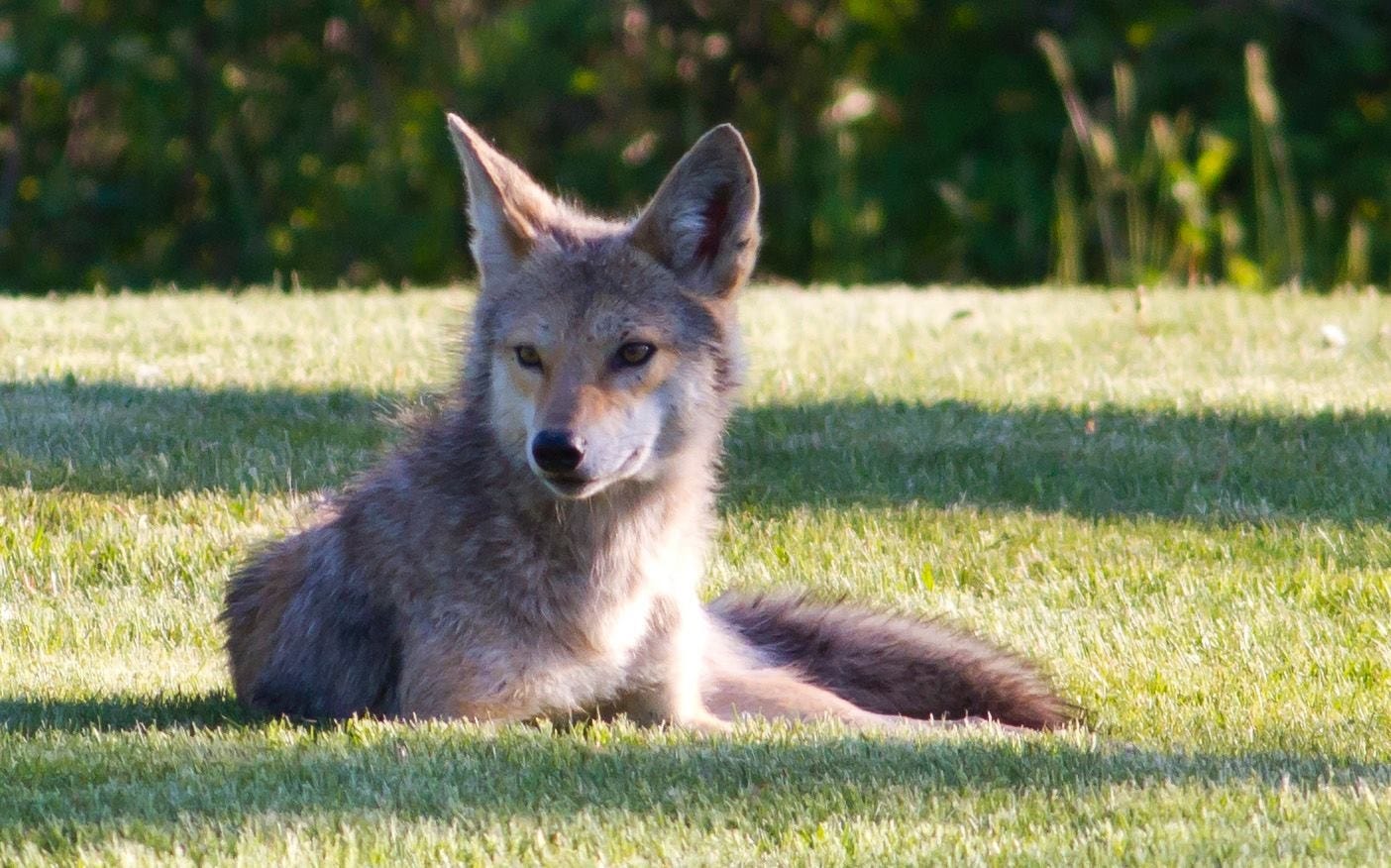 coyotes in south jersey